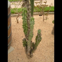 Cereus Jamacaru (forme monstrueuse) (fam Cactacees) (Bresil) (02)